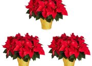 Outdoor Christmas Decor Lowes Festive Finds